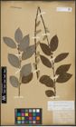 Foto von Salix appendiculata Vill. x Salix caprea L.